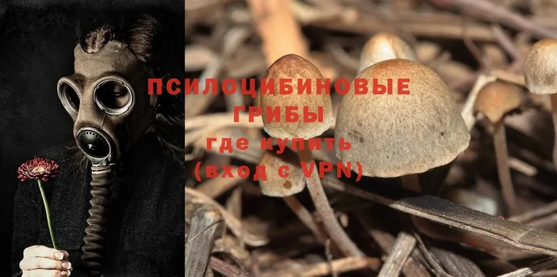 Псилоцибиновые грибы Psilocybine cubensis  даркнет сайт  Железногорск 